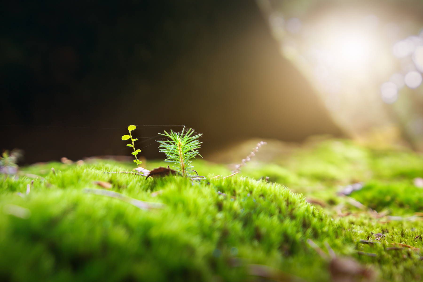 Moss in the Forest